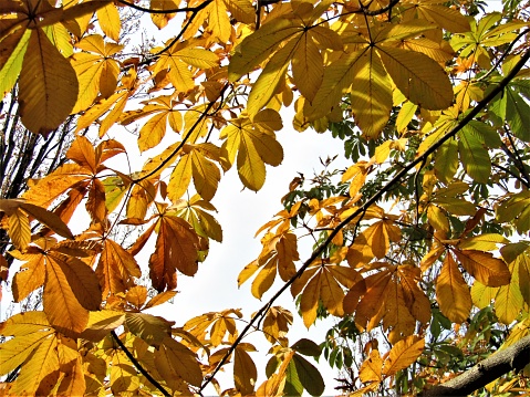 Japan. November.  Chestnut leaves