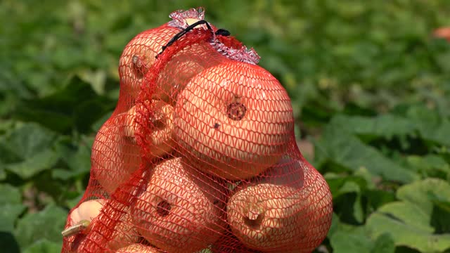pumpkins packed in a net, in a farmer's field. Harvest of vegetables ready to be transported to the store