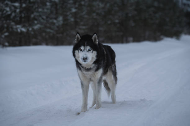 istock Husky dog in winter in a snowy forest. 1968194966