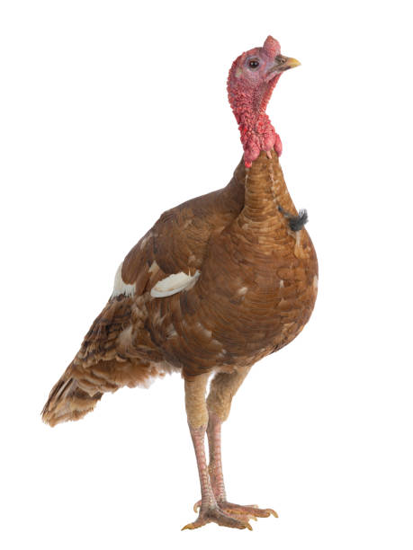 istock red bourbon turkey female isolated on white background 1968196007