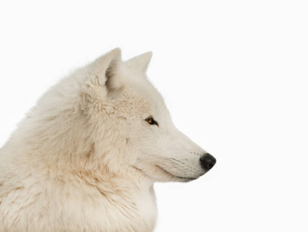 istock portrait polar white wolf isolated on white background 1968198121