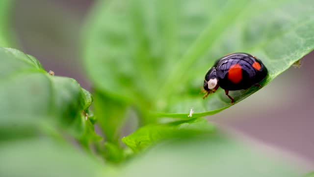 Ladybug eating aphids on a leaf