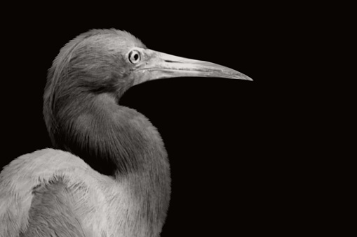 Beautiful Egret Heron Bird Closeup With Big Beak
