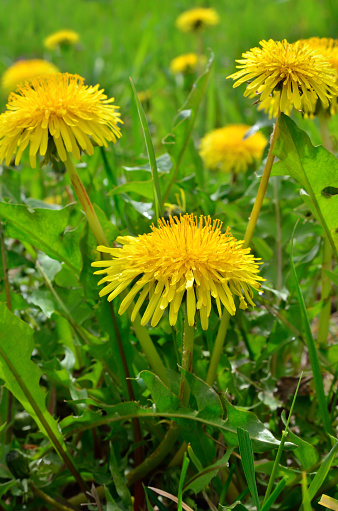 yellow flower on green grass