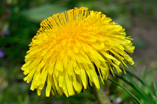 Dandelion seed with water drops