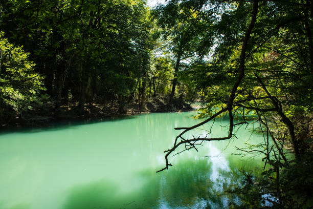 A river with blue water in a yew boxwood grove among green trees on a sunny summer day in Sochi Russia