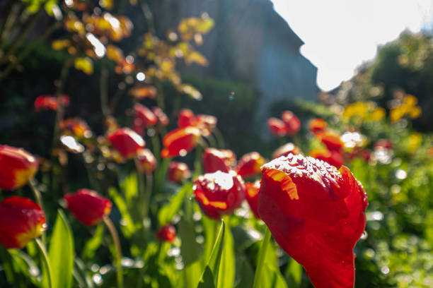 Tulips in the garden.