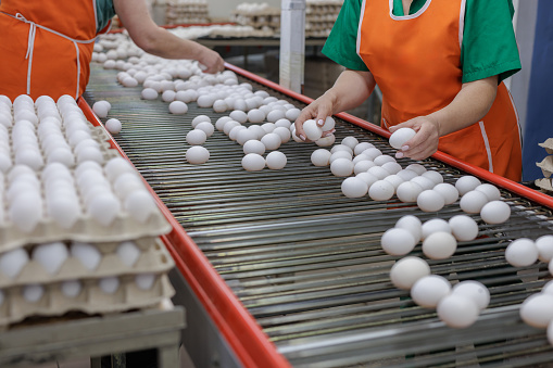 poultry farm worker sorts eggs, egg production