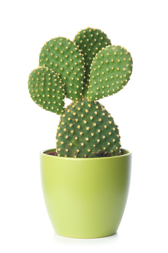 Prickly pear, opuntia cactus in a green pot on a white background.