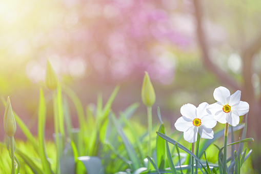 Snowdrop flowers blooming in winter