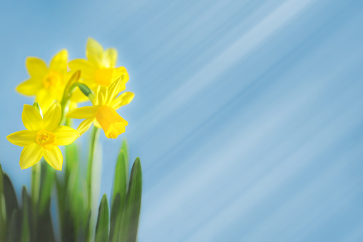 Daffodil / narcissus / jonquil spring flowers. Spring concepts and storytelling.