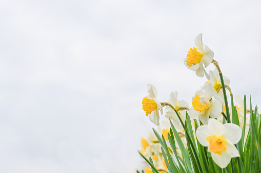 Daffodil / narcissus / jonquil spring flowers. Spring concepts and storytelling.