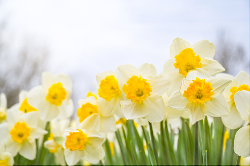 Spring Easter background with beautiful yellow daffodils