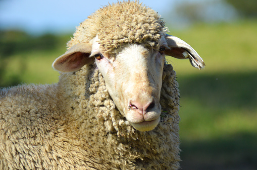 Extreme close-up of sheep
