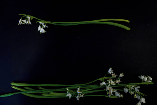 istock Flat Lay, postcard for death, funeral. White snowdrop flowers on black background 1968349431