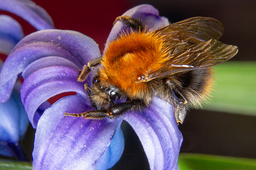 Bombus lapidarius - Red-tailed bumblebee early in the spring