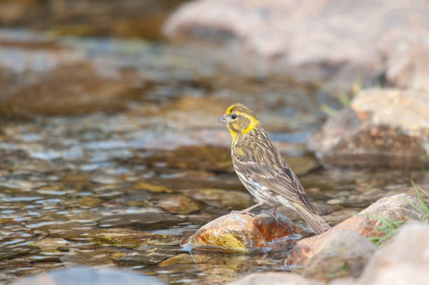 istock European Serin (Serinus serinus) drinking from the stream. 1968371386