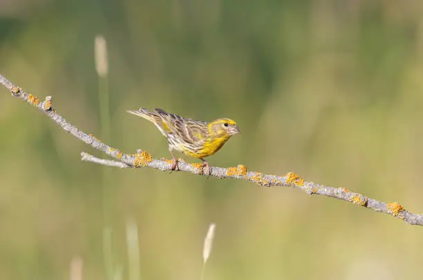 Male European Serin (Serinus serinus) standing on a branch. Gradient background. Small yellow coloured songbird.