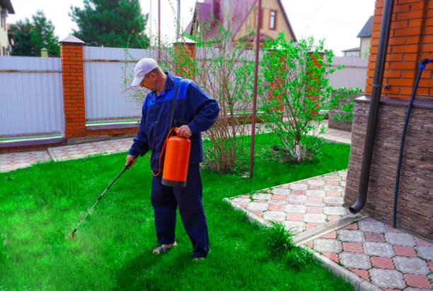 istock A man works in the garden, spraying weeds from a sprayer. 1968374591