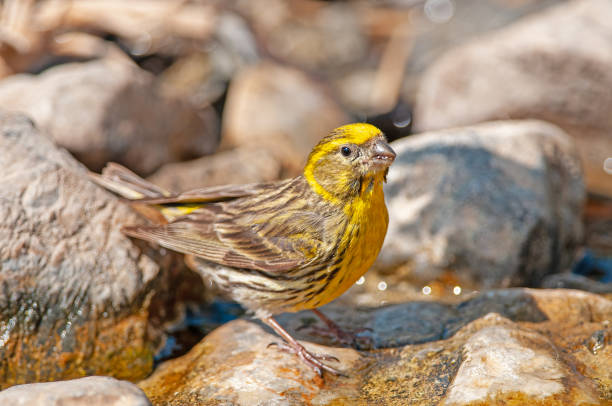 European Serin (Serinus serinus) drinking from the river. Small yellow coloured songbird. European Serin (Serinus serinus) drinking from the fountain. serin stock pictures, royalty-free photos & images