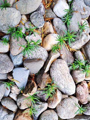 Vertical photo of terrain full of pebbles and young shoots of conifers