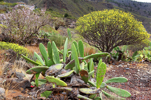 The volcanic landscape covered with cacti and bushes near Santiago del Teide, Tenerife Island, Canary Islands, Spain