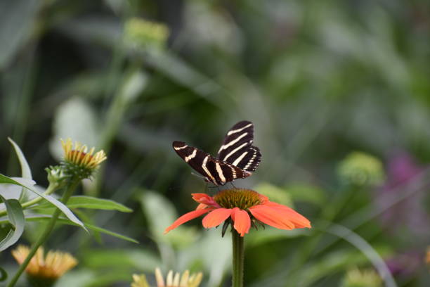 istock Butterfly  and flower 1968396107