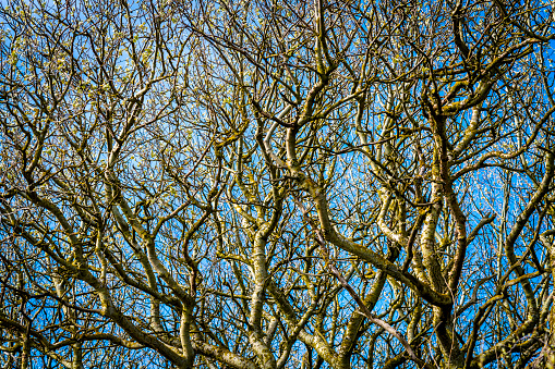 Intricate patterns emerge against the blue sky as bare winter branches weave a mesmerizing tapestry of nature's artistry and seasonal transition.