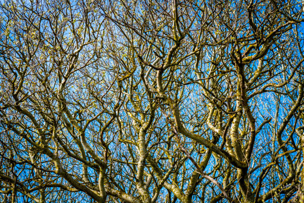 Abstract intricate patterns of a winter tree stock photo