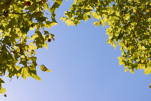 Foliage of a plane tree with blue sky above.