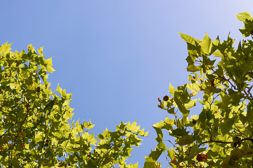 Foliage of a plane tree with blue sky above.