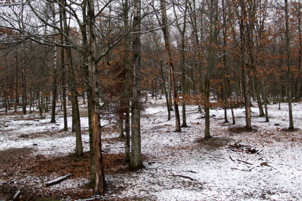 istock Winter forest in the snow 1968450495