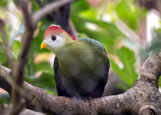 istock Red-crested Turaco (Tauraco erythrolophus) in Angola 1968485165