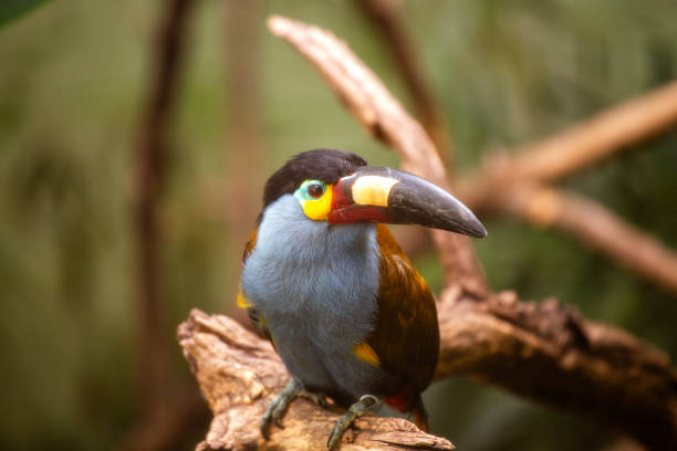 istock Plate-billed Mountain Toucans (Andigena laminirostris) in Colombia 1968485684