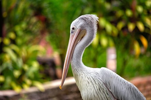 This is a horizontal, color photograph of a pelican sitting by the aqua colored water of Haulover Marina in Miami, Florida.