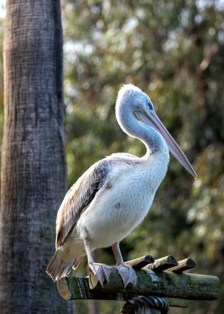 istock Pink-backed Pelican (Pelecanus rufescens) in Senegal 1968487770