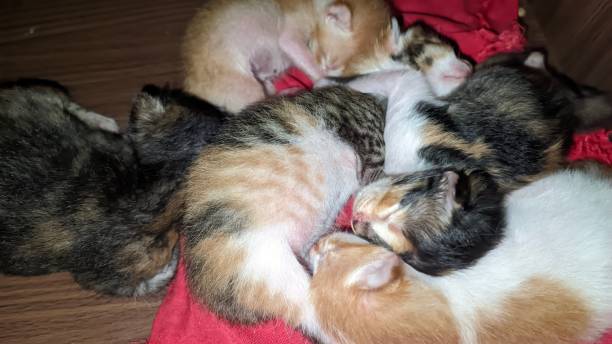 istock cute baby kitten, one week old, domestic kitten 1968506007