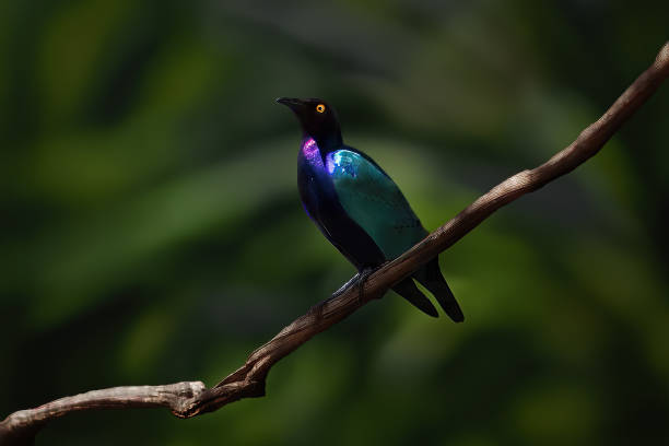 istock Purple Starling bird (Lamprotornis purpureus) 1968510734