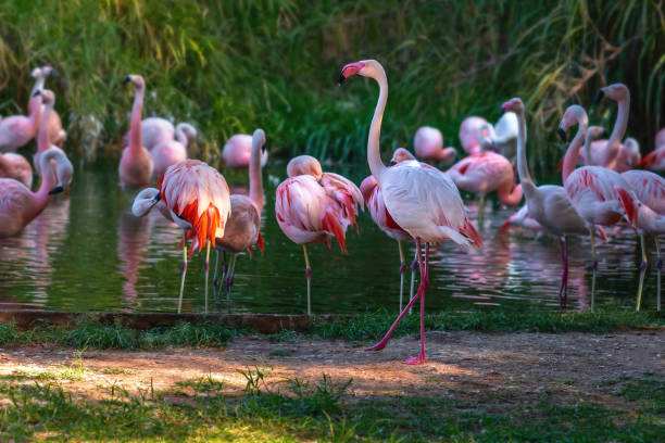 istock Greater Flamingo bird (Phoenicopterus roseus) 1968511084