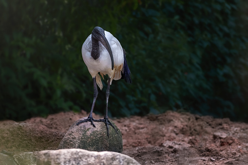 African Sacred Ibis (Threskiornis aethiopicus)