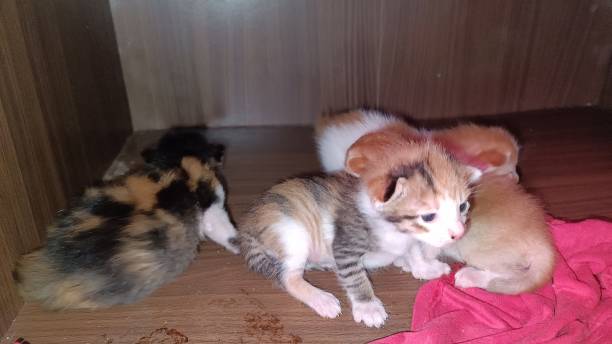 istock four cute three weeks domestic kitten 1968528638