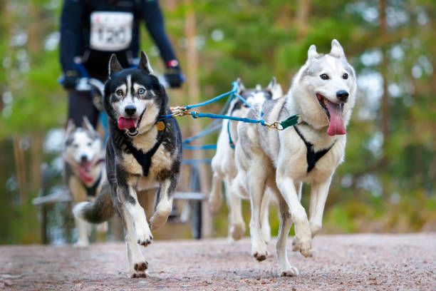 Aviremore, Scotland - Jan 27, 2024: A competitor at the Siberian Husky Club of Great Britain's 40th Annual Sled Dog Rally at Glenmore, near Aviemore, Scotland.