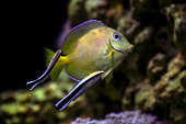 Atlantic juvenile yellow (blue) tang cleaned by doctor wrasse fishes in marine aquarium tank