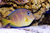 Atlantic juvenile yellow (blue) tang - Acanthurus coeruleus