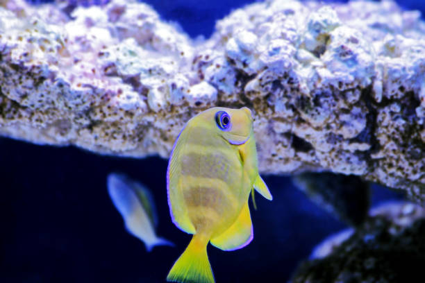Acanthurus coeruleus is a species of marine ray-finned fish belonging to the family Acanthuridae, the surgeonfishes, unicornfishes and tangs, found in the Atlantic Ocean.