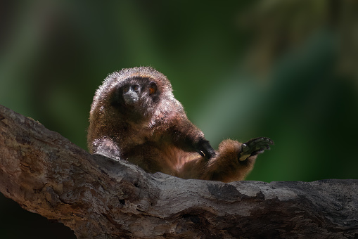 Black-fronted Titi Monkey (Callicebus nigrifrons)