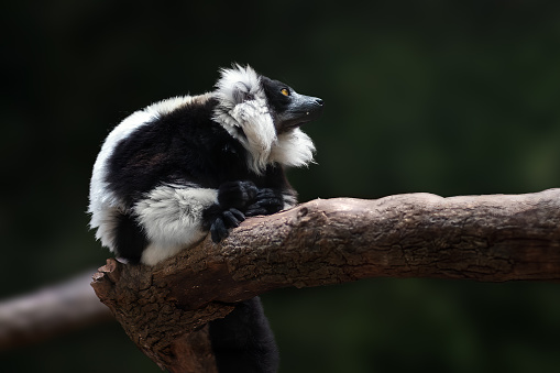 a ring-tailed lemur (Lemur catta) sitting on a trunk.
