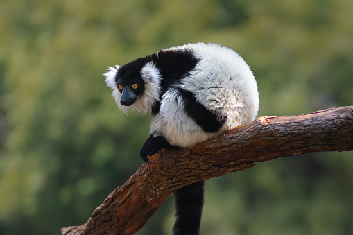 Black-and-white Ruffed Lemur (Varecia variegata) - Madagascar Primate