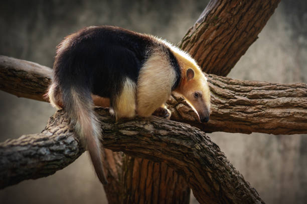 tamandua méridionale (tamandua tetradactyla) ou fourmilier côtier - southern tamandua photos et images de collection