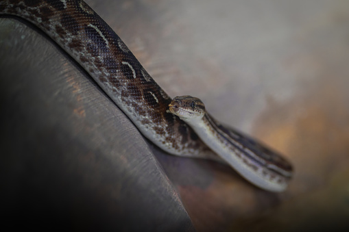 Boa constrictor on the ground, Venezuela